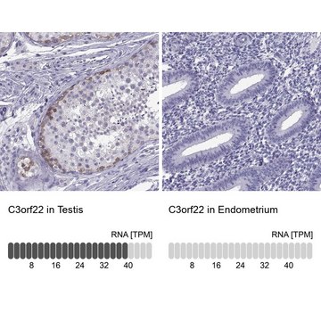 Anti-C3orf22 antibody produced in rabbit