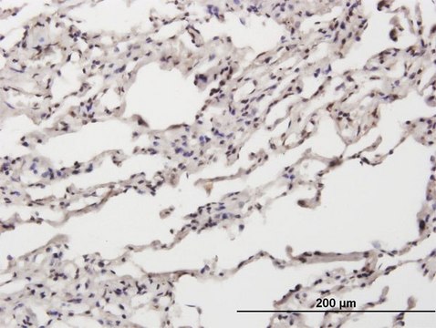 Anti-NT5C antibody produced in mouse
