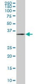 Monoclonal Anti-ZWINT antibody produced in