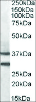 Anti-MC5R antibody produced in goat