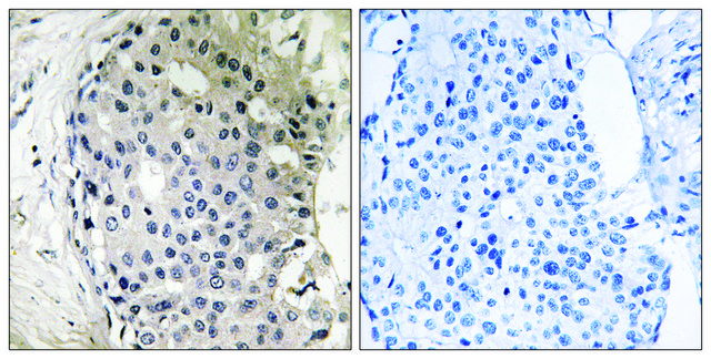 Anti-ARHGEF10 antibody produced in rabbit