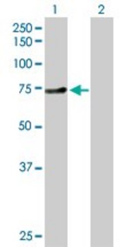 Anti-ZNF394 antibody produced in rabbit