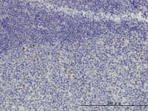 Monoclonal Anti-HSPC111 antibody produced in