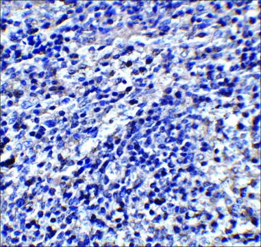 Anti-ORAI3 antibody produced in rabbit