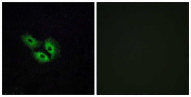 Anti-OR4E2 antibody produced in rabbit