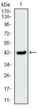Monoclonal Anti-SERPINE1 antibody produced in