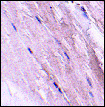 Anti-NIPSNAP2 (ab1) antibody produced in