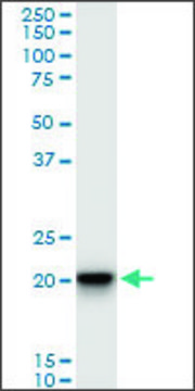Monoclonal Anti-SFRS3, (N-terminal) antibody produced