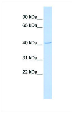 Anti-ALX4 antibody produced in rabbit