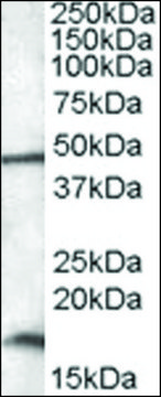 Anti-RBM3 (C-terminal) antibody produced in