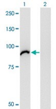Monoclonal Anti-VAC14 antibody produced in