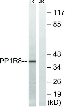 Anti-PPP1R8 antibody produced in rabbit