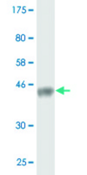 Monoclonal Anti-WWP1 antibody produced in