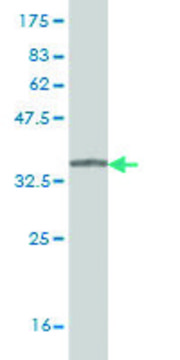 Monoclonal Anti-SYNGR2 antibody produced in