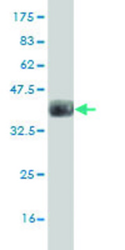 Monoclonal Anti-GPNMB antibody produced in