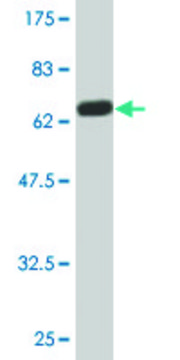 Monoclonal Anti-EGLN2 antibody produced in