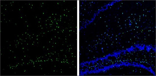 Anti-SOX2 antibody produced in rabbit