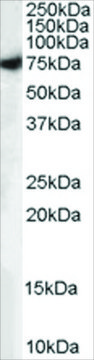 Anti-MUNC18/STXBP1 (Isoform A) antibody produced