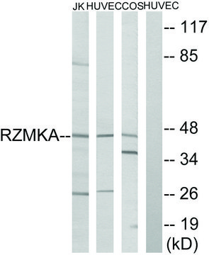 Anti-RIMKA antibody produced in rabbit