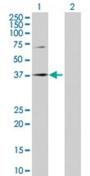 Anti-SPOP antibody produced in rabbit
