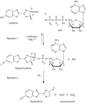 Luciferase from Photinus pyralis (firefly)