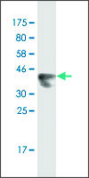 Monoclonal Anti-LNX2, (N-terminal) antibody produced