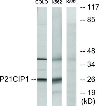 Anti-p21 CIP1 antibody produced in