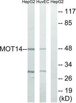 Anti-MOT14 antibody produced in rabbit