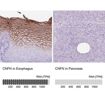 Anti-CNFN antibody produced in rabbit