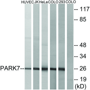 Anti-PARK7 antibody produced in rabbit