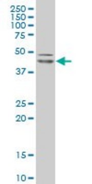 Monoclonal Anti-POU5F1, (C-terminal) antibody produced