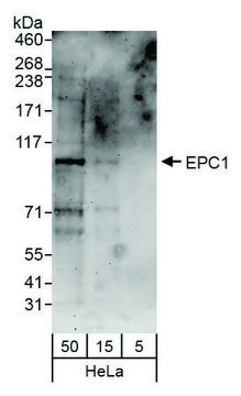 Rabbit anti-EPC1 Antibody, Affinity Purified