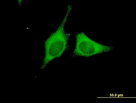 ANTI-BRAF antibody produced in mouse
