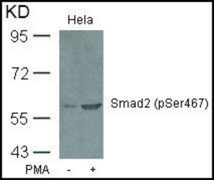Anti-phospho-SMAD2 (pSer???) antibody produced in