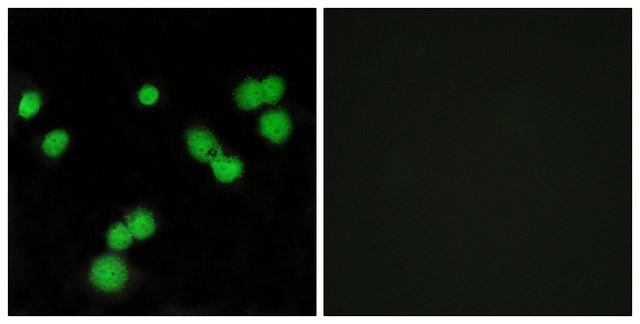 Anti-SFRS5 antibody produced in rabbit
