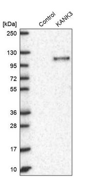 Anti-KANK3 antibody produced in rabbit
