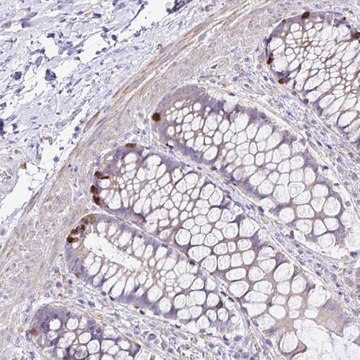 Anti-OR4P4 antibody produced in rabbit
