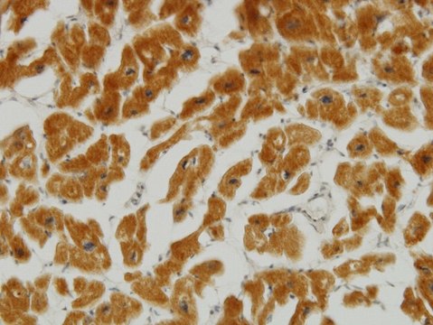 Monoclonal Anti-MFN2 antibody produced in