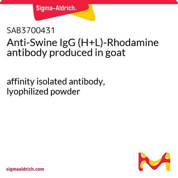 Anti-Swine IgG (H+L)-Rhodamine antibody produced