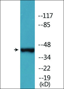 Anti-phospho-MAP2K1 (pThr³??) antibody produced in