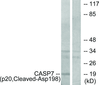 Anti-CASP7 (p20, Cleaved-Asp¹??) antibody produced