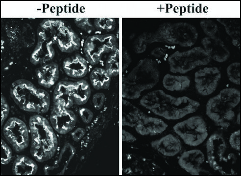 Anti-SLC26A6 antibody produced in goat