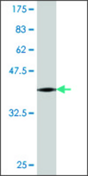 Monoclonal Anti-DNMBP antibody produced in