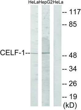 Anti-CELF-1 antibody produced in rabbit
