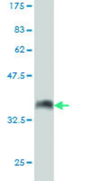 Monoclonal Anti-ATP2A1 antibody produced in