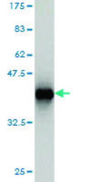 Monoclonal Anti-GTF2IRD1 antibody produced in