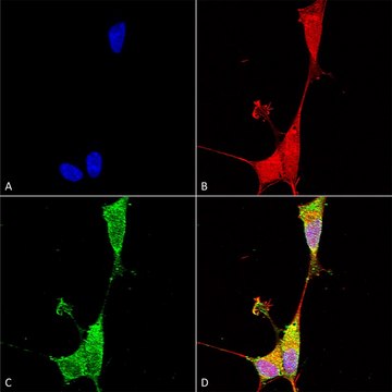 Monoclonal Anti-Notch1 - Atto 488