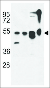ANTI-ATG13(N-TERMINAL) antibody produced in rabbit