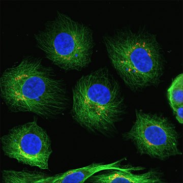 Anti-Rabbit IgG (H+L), highly cross-adsorbed,