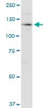 Monoclonal Anti-CDAN1 antibody produced in